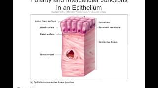 Chapter 4 Part1 Epithelial Tissues [upl. by Courtland]