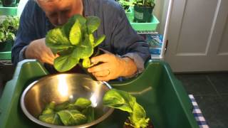 Harvesting Romaine Lettuce [upl. by Odin]