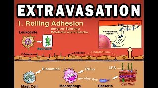 EXTRAVASATION [upl. by Mylor606]