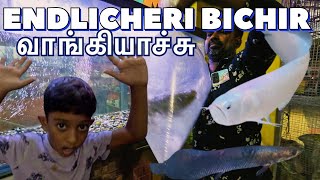 🔥புதிய Monster மீன் வாங்கியாச்சு SimbaaVlogs [upl. by Kcirdahs814]