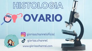 Histología para medicina Ovario [upl. by Hcnarb]