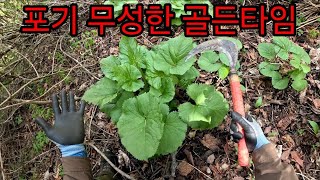 고산나물 골든타임 Tracking Highlands to pick the wild Fischer’s Ragwort at their Peak [upl. by Odab]