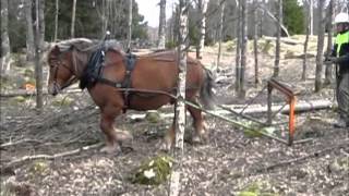 skogskörning med godkänd ardenner hingst [upl. by Htrow]