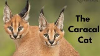 Why Caracal Cats Are The Weirdest Felines [upl. by Malkah]