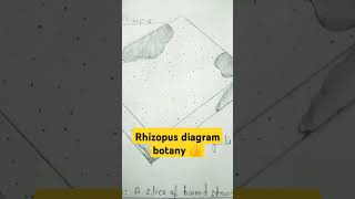 Rhizopus diagram important biology structure youtubeshorts biology botany imp 💯💯🤗🤗❤️❤️ [upl. by Sanders]