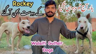 Walaiti Gultair Dog  Kohati Gultair  New Entry Of Dogs  Zain Ul Abideen arslan4241 [upl. by Iturhs]