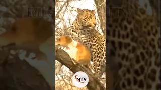 Leopard Catches Domestic Dog Unexpected Happened [upl. by Drahsar685]