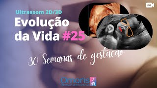 Gravidez 30 semanas  Bebê respirando dentro do útero  Evolução da Vida 25 [upl. by Ledif]