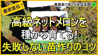 【メロン栽培】無加温でもOK！発芽率を上げる種まきのコツ【有機農家直伝！無農薬で育てる家庭菜園】 2442 [upl. by Nalym940]