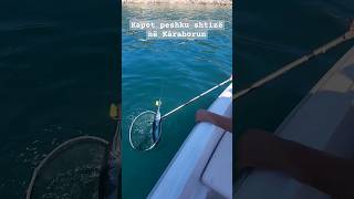 Kapet peshku shtizë në Karaborun fishing swordfish peshkimi peshkim [upl. by Ynned406]