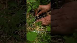 part 2 🌱 Bouturer vos plants de tomates pour en récolter encore plus ⏐ Dr Jonquille et Mr Ail [upl. by Nah]