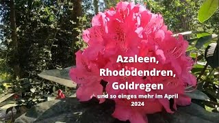 Azaleen Rhododendren Goldregen [upl. by Meihar]