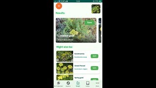 PlantSnap identifies a Grays biscuitroot Lomatium grayi [upl. by Naquin105]