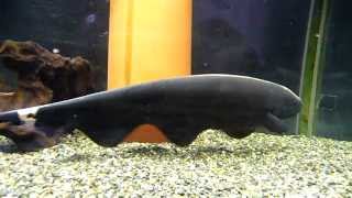 Black Ghost Knife Fish 2 30cm [upl. by Galatia]