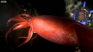 Swimming With a Humboldt Squid  Deadly 60  BBC Earth [upl. by Weitman17]