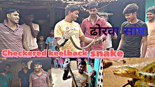 सबसे से ज्यादा काटने वाला सांप  ढोरवा सांप  Checkered keelback snake  7 दिन से छुपा था [upl. by Aivun]