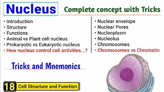 Nucleus structure and function  Complete concept with Tricks  J Biology [upl. by Pam]