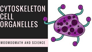 Cytoskeleton Structure  Cell Organelles [upl. by Nosemyaj105]