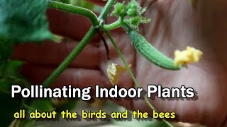 How to Hand Pollinate Indoor Plants [upl. by Aymahs761]