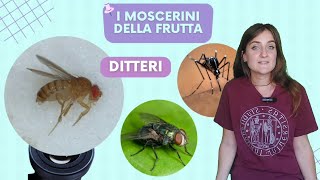 I moscerini della frutta [upl. by Naharba261]