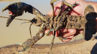 Amazing yabbying in a tiny dam with meat and string [upl. by Nathanael319]