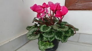 Cyclamen plant care in summer and seed collection [upl. by Bellanca]