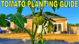 Complete Guide To PLANTING TOMATOES And FERTILIZING TOMATOES [upl. by Tammara305]