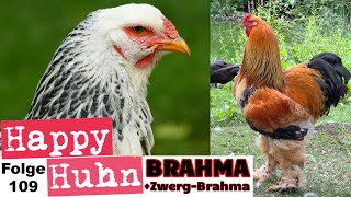 RiesenhÃ¼hner BrahmaHÃ¼hner im Portrait mit ZwergBrahma  Haltung Zucht Farben  HAPPY HUHN E109 [upl. by Atteve]