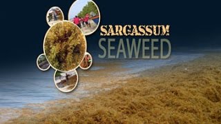 GIS Report  Sargassum Seaweed [upl. by Urbai]