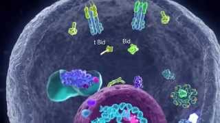 Apoptotic Pathways [upl. by Bryana]