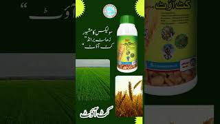 Solex cutout weedicide Weedicides in Punjab Weedicides in Pakistan Solex chemicals multan Weeds [upl. by Orvan]