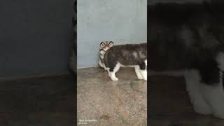 Husky puppies  husky huskydog dogshorts youtubeshorts dogs trending andhrapradesh viral [upl. by Patrice]