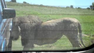 Male lion bites tire at the Rhino amp Lion Nature Reserve [upl. by Allehs776]