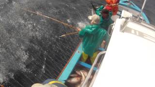 Tuna fishing Cape Town 961 [upl. by Damahom]