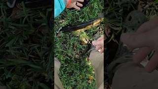 South Florida snakehead fishing [upl. by Yebot]