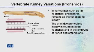 Vertebrate Kidney Variations Pronephros  Animal Form amp Function 2 Theory  ZOO517TTopic093 [upl. by Enialahs326]