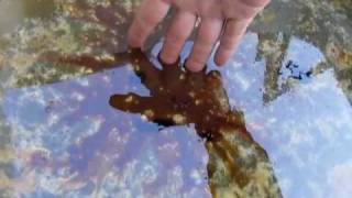 GULF OIL SPILL BPs Oil Dispersants  itopf [upl. by Radek]