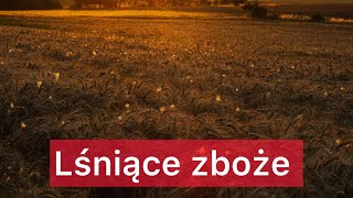 Jak fotografować zboże zachodslonca fotografia krajobraz fotografiakrajobrazu [upl. by Kantos]