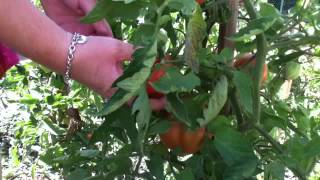 Cueillir des tomates  tomate maison [upl. by Ninazan266]