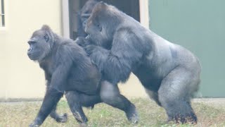 A father gorilla suddenly explodes with affection for his returning daughter  Shabani Group [upl. by Akemhs107]