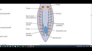 Ch10 Lec3 NS and Reproduction and development of Turbellaria [upl. by Elleb856]