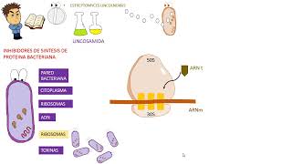 Antibioticos CLINDAMICINA [upl. by Kammerer]