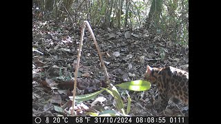 325º vídeo gatodomatopequeno southern tiger cat  Leopardus guttulus VII [upl. by Aryn]