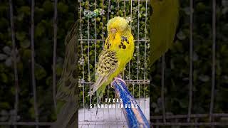 Texas Clear Body birds shorts periquitosaustralianos periquitoaustraliano budgies [upl. by Akemehs986]