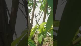 shorts Treating termite damage with Chitosan avocado chitosan [upl. by Broddie501]