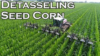 DETASSELING SEED CORN 2017 [upl. by Asiil691]