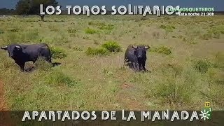 Los Toros Solitarios Apartados De La Manada [upl. by Trstram]