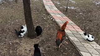 Kümeste son durum Ligorin horozu ve Hint horozlarımız   Leghorn rooster [upl. by Inga]