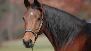 Horse Sounds for children neighing Whinying Snorting With Video And Pictures [upl. by Ramyaj157]