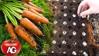 Genius way to sow carrots No more carrot thinning or weeding from seed to harvest [upl. by Sharpe]